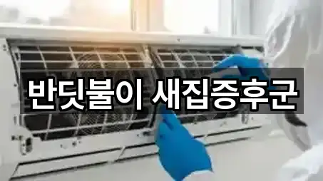 반딧불이 새집증후군